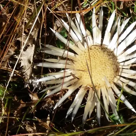 Haus Les Melezes C Lejlighed *