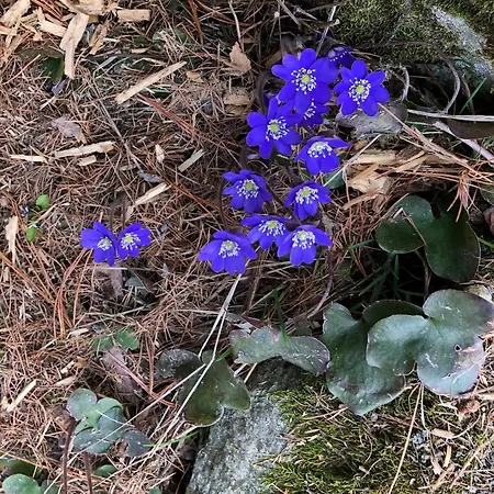 Haus Les Melezes C *